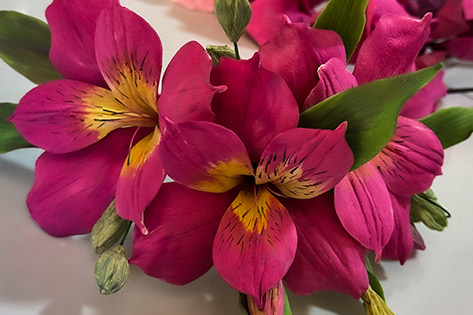 pack-flores-003.jpg